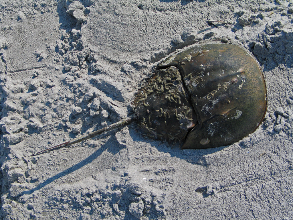 Horseshoe Crab.